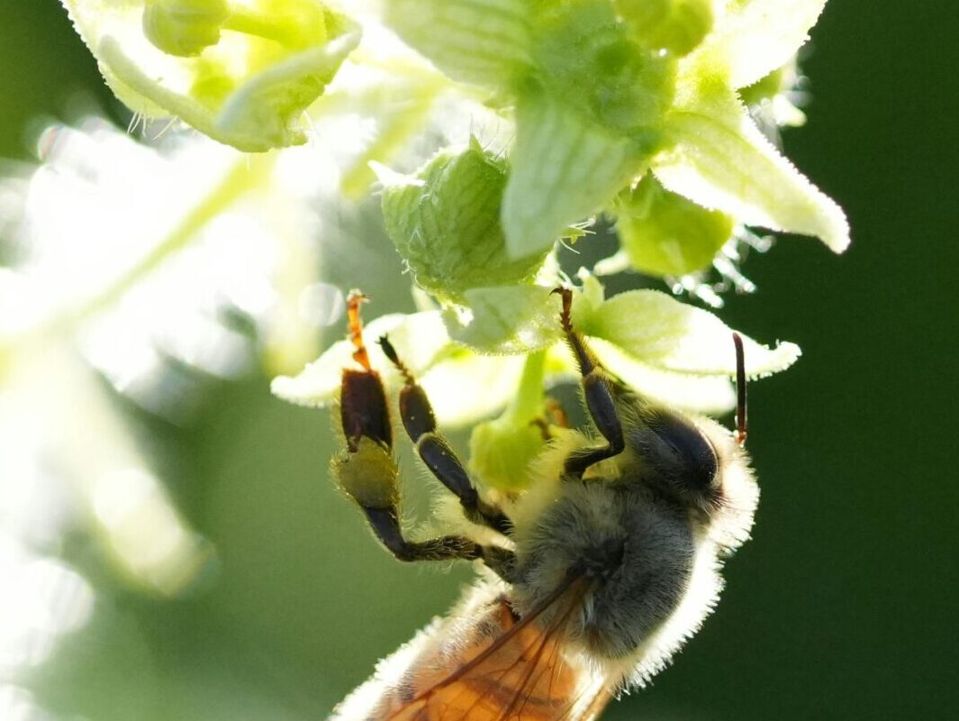 Bee On Flower | Environmental Services
