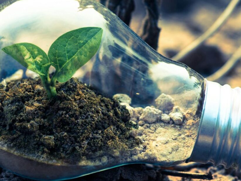 Environmental Services | Plant In Lightbulb